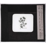 Les Maladies cryptogamiques de la vigne. Spores ou conidies du mildiou.