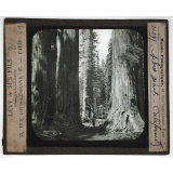 Les Produits du sol de la Californie. Arbres géants.