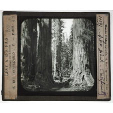 Les Produits du sol de la Californie. Arbres géants.