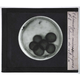 Quelques exemples d'observations microscopiques. Colonie de volvox.