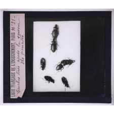 La Vie des insectes. Carabes dorés après la saison des pariades.