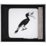 Les Oiseaux utiles. Calao.