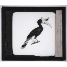 Les Oiseaux utiles. Calao.