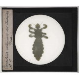 Caractères extérieurs des insectes. Pou.