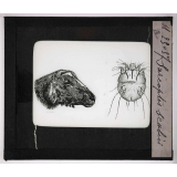 Les Parasites des animaux domestiques. Sarcoptes scabiei.