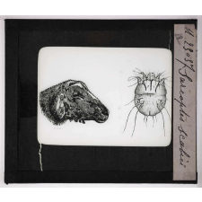 Les Parasites des animaux domestiques. Sarcoptes scabiei.