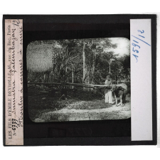 Sumatra. Palembajan. Moulin à cannes à sucre.