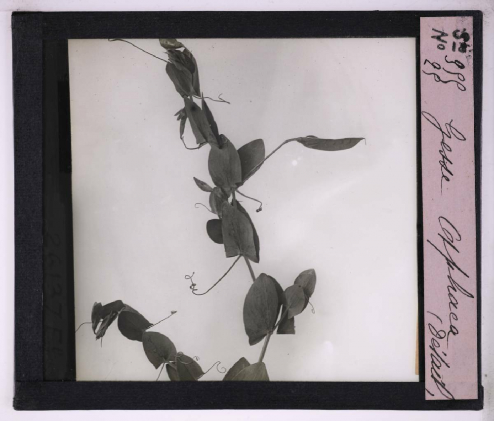 La Vie grimpante chez les plantes. Gesse aphaca (détail).