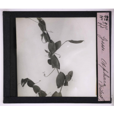 La Vie grimpante chez les plantes. Gesse aphaca (détail).
