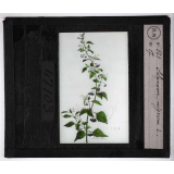 Les Plantes vénéneuses. Solanum nigrum.