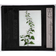 Les Plantes vénéneuses. Solanum nigrum.