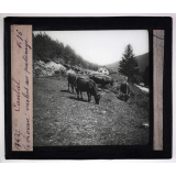 L'Auvergne (2e série). Cantal. Le Lioran : vaches au paturage.