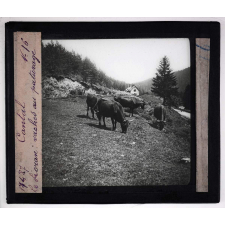 L'Auvergne (2e série). Cantal. Le Lioran : vaches au paturage.