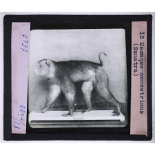 Singes et lémuriens. Macaque nemestrimus (Sumatra).