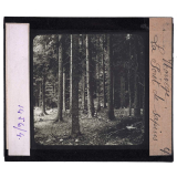 Norvège, la forêt. La Forêt de sapins.