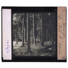Norvège, la forêt. La Forêt de sapins.