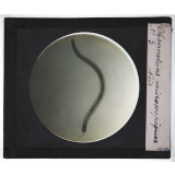 Quelques exemples d'observations microscopiques. Naïs.
