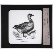 Les Oiseaux utiles. Oie.