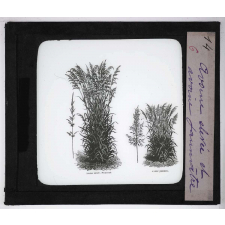 Les Plantes de grande culture. Avoine élevée et avoine jaunâtre.