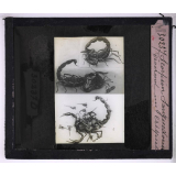 La Vie des insectes. Scorpion languedocien dévorant un criquet.