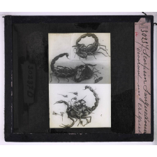 La Vie des insectes. Scorpion languedocien dévorant un criquet.