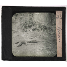 Chasse au grand gibier africain du Mozambique. Iguane.