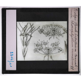 Biologie florale. Eupatorium cannabinum. Choerophyllum aromaticum.