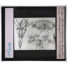 Biologie florale. Eupatorium cannabinum. Choerophyllum aromaticum.