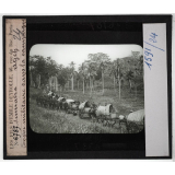 Sumatra. Atjeh. Convoi militaire dans la campagne.