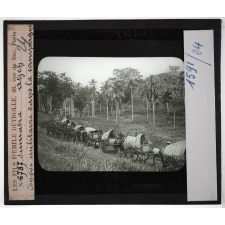 Sumatra. Atjeh. Convoi militaire dans la campagne.