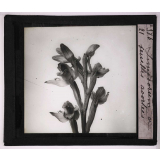 Les Orchidées. Limodorum feuilles avortées.