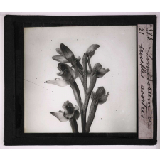 Les Orchidées. Limodorum feuilles avortées.