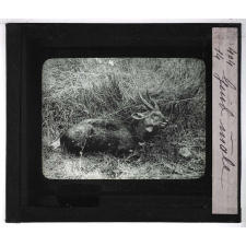 Chasse au moyen et au petit gibier africain du Mozambique. Guib mâle.