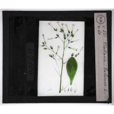 Les Plantes vénéneuses. Nicotania tabacum.