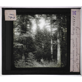 Forêts de France. Feuillus et résineux. Forêt communale de La Muy. Partie repeuplée de résineux.