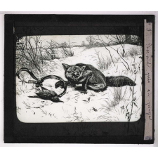 La Chasse. Renard pris au piège.