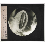 Caractères extérieurs des insectes. Stigmate et trachées du ver à soie.