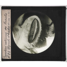 Caractères extérieurs des insectes. Stigmate et trachées du ver à soie.