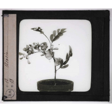 Les Fleurs. Acacia.