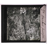 Les Orchidées. Orchis pourpre.