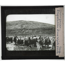 Madagascar. II - Centre de l'île. Préparation d'une rizière par les bœufs.
