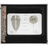 Les Crustacés. Comparaison d'un trilobite avec limule.