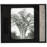 Madagascar. I - Côtes et îles. Baobab à l'île de Mohelé.