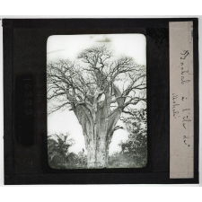 Madagascar. I - Côtes et îles. Baobab à l'île de Mohelé.