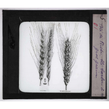 Les Plantes de grande culture. Blé de Riéti. Blé barbu à gros grain.