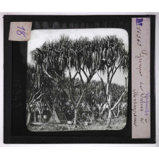 Culture des plantes. Groupe de Vaquois à Madagascar.