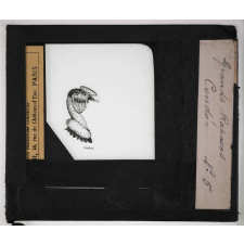 Les Oiseaux (grands rapaces). Condor.