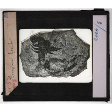 Les Fossiles de l'ère primaire. Scorpion fossile.
