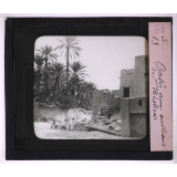 Végétation. Oasis aux environs de Biskra.
