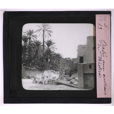 Végétation. Oasis aux environs de Biskra.